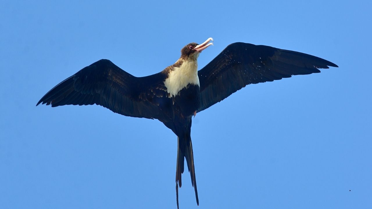 7 Birds That Sleep While Flying