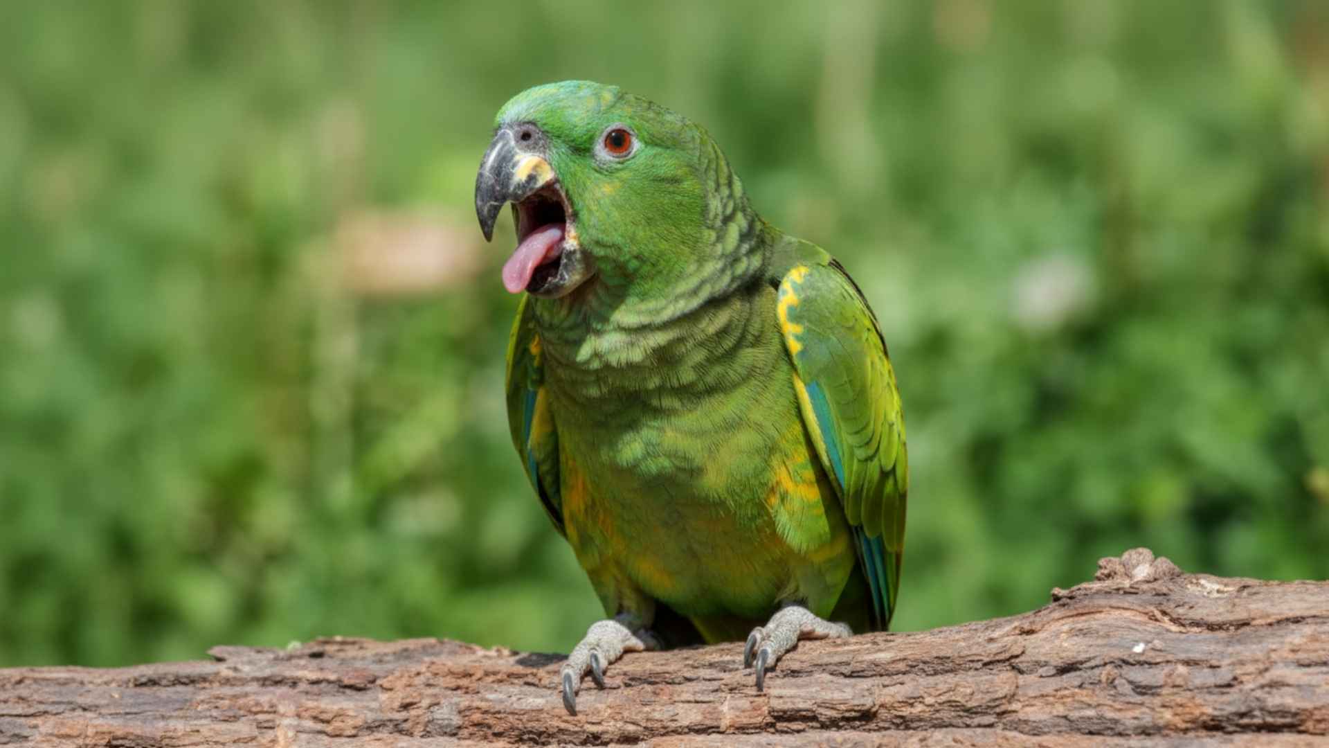 7 Birds That Use Sound to Communicate
