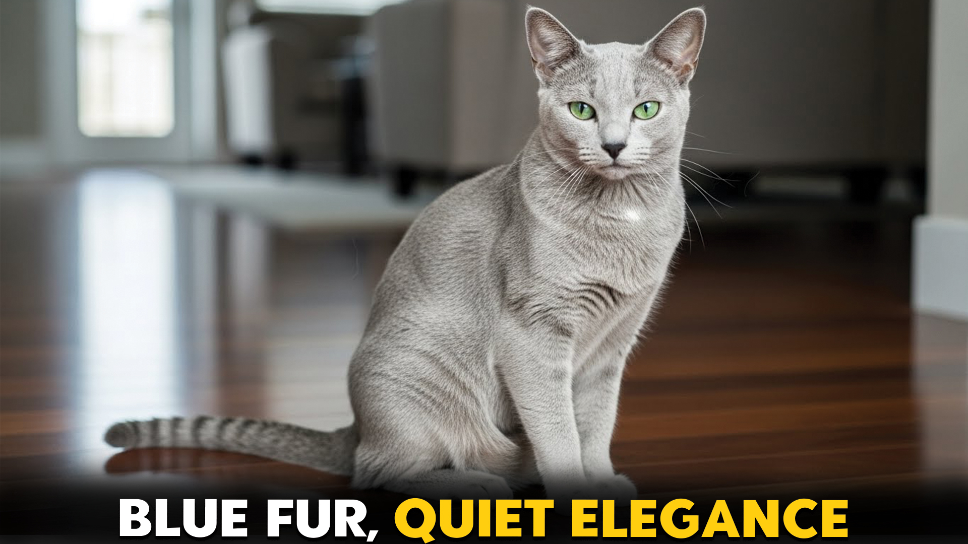 7 Cat Breeds with Blue Coats