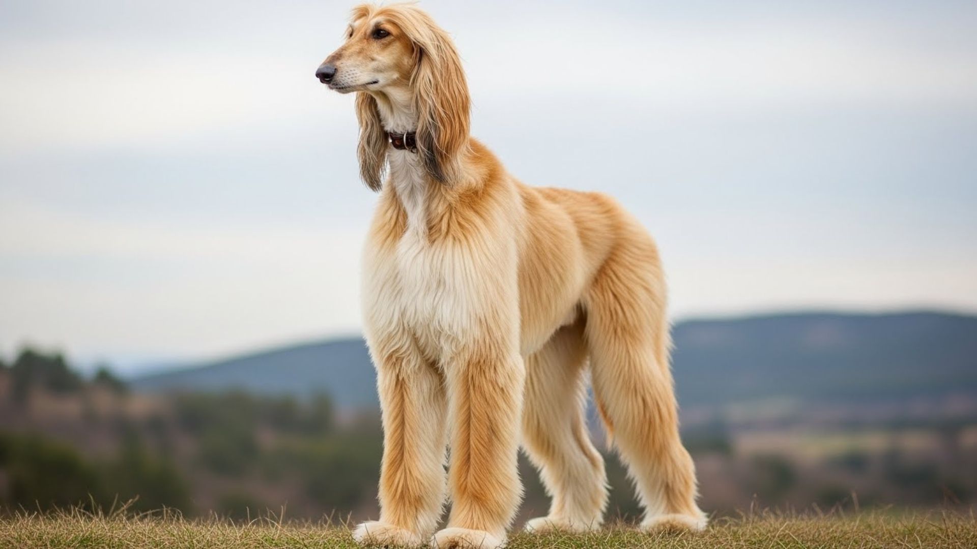 7 Dog Breeds With Beautifully Shaped Dog Noses