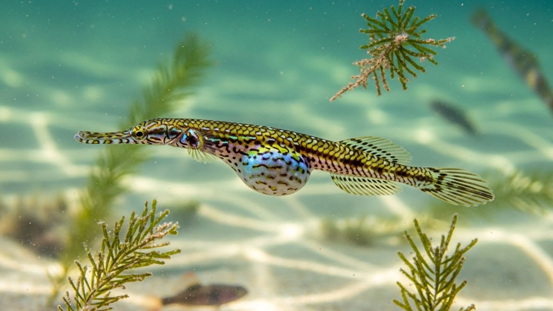 7 Fish Known for Male Pregnancy