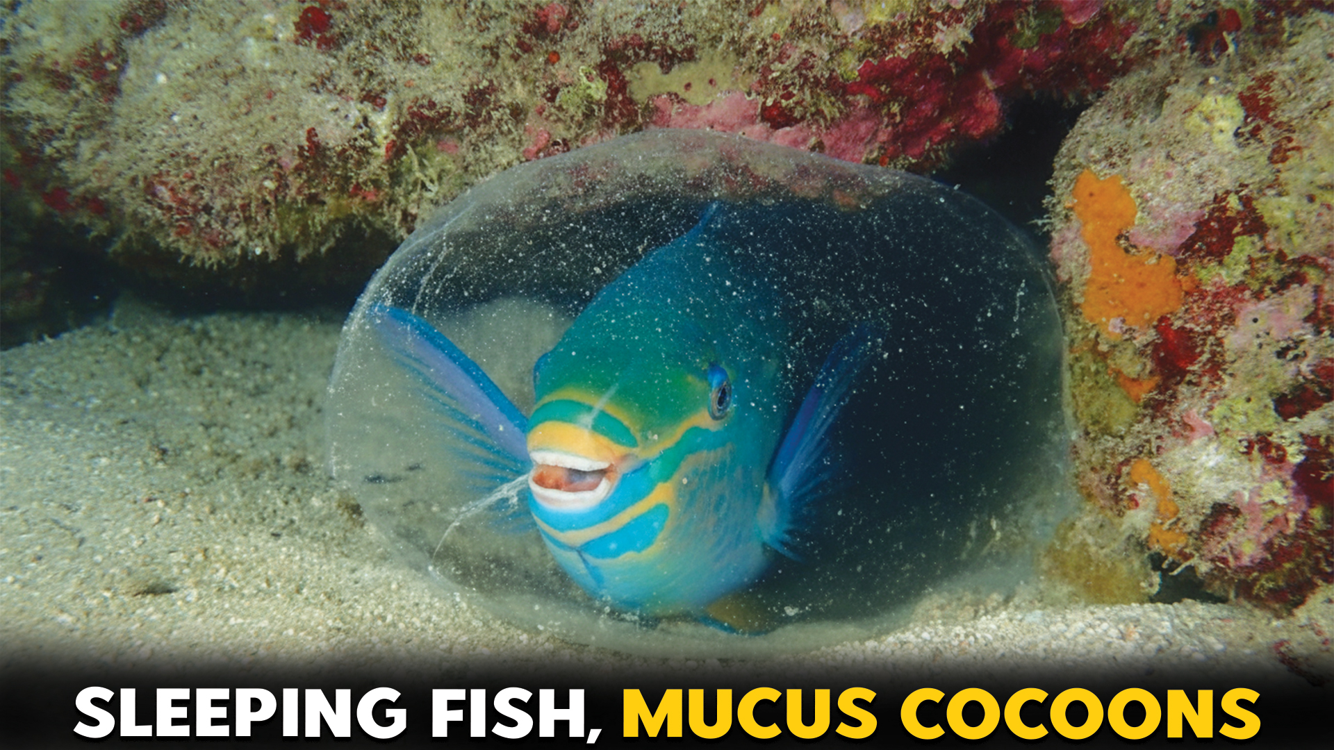 7 Fish That Produce Mucus Cocoons While Sleeping