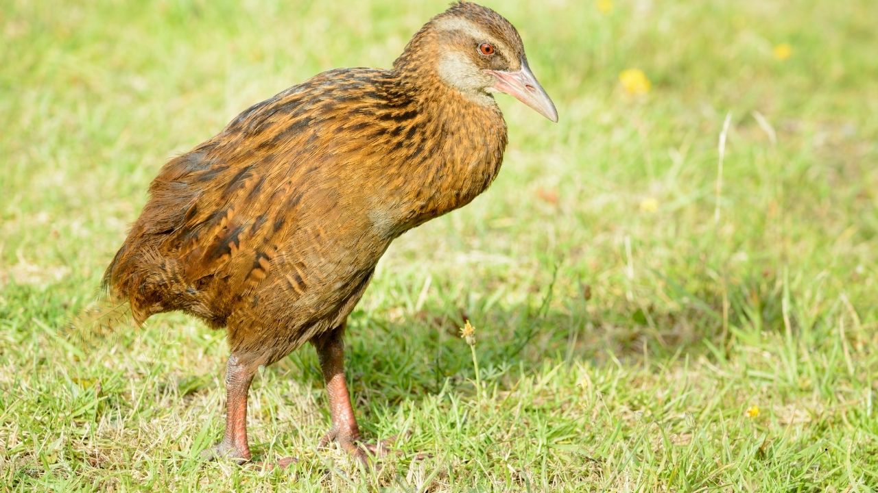 7 Flightless Birds You Might Not Know About
