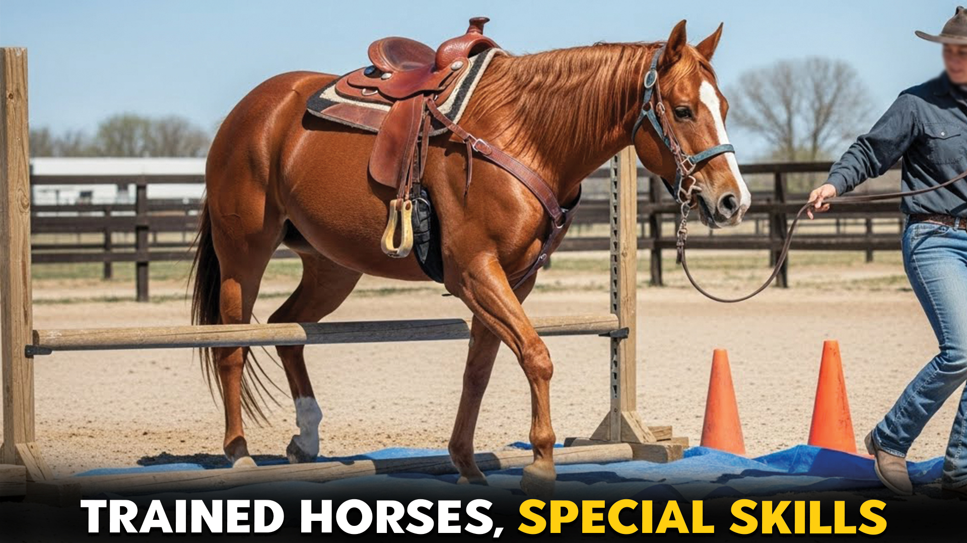 7-Horses-That-Have-Been-Trained-for-Special-Purposes