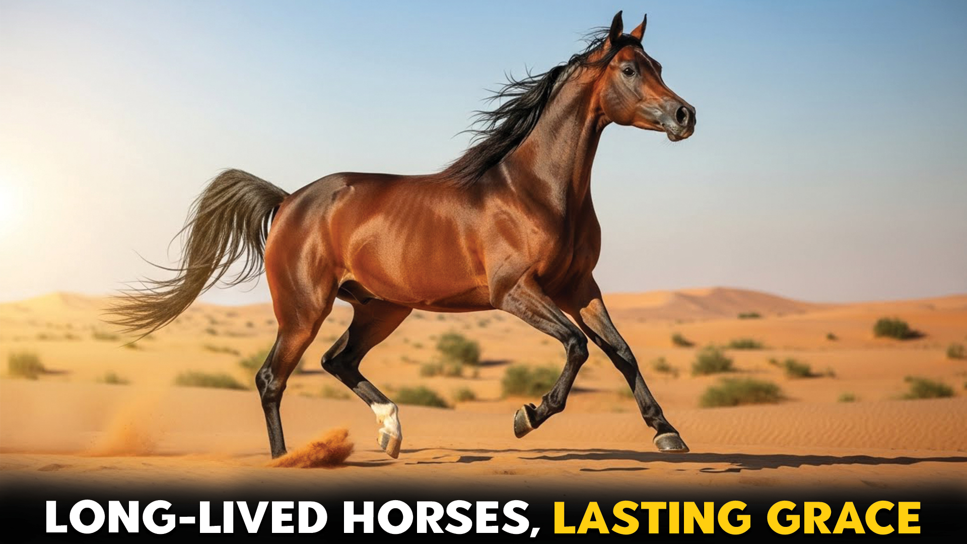 7-Horses-with-the-Longest-Lifespan