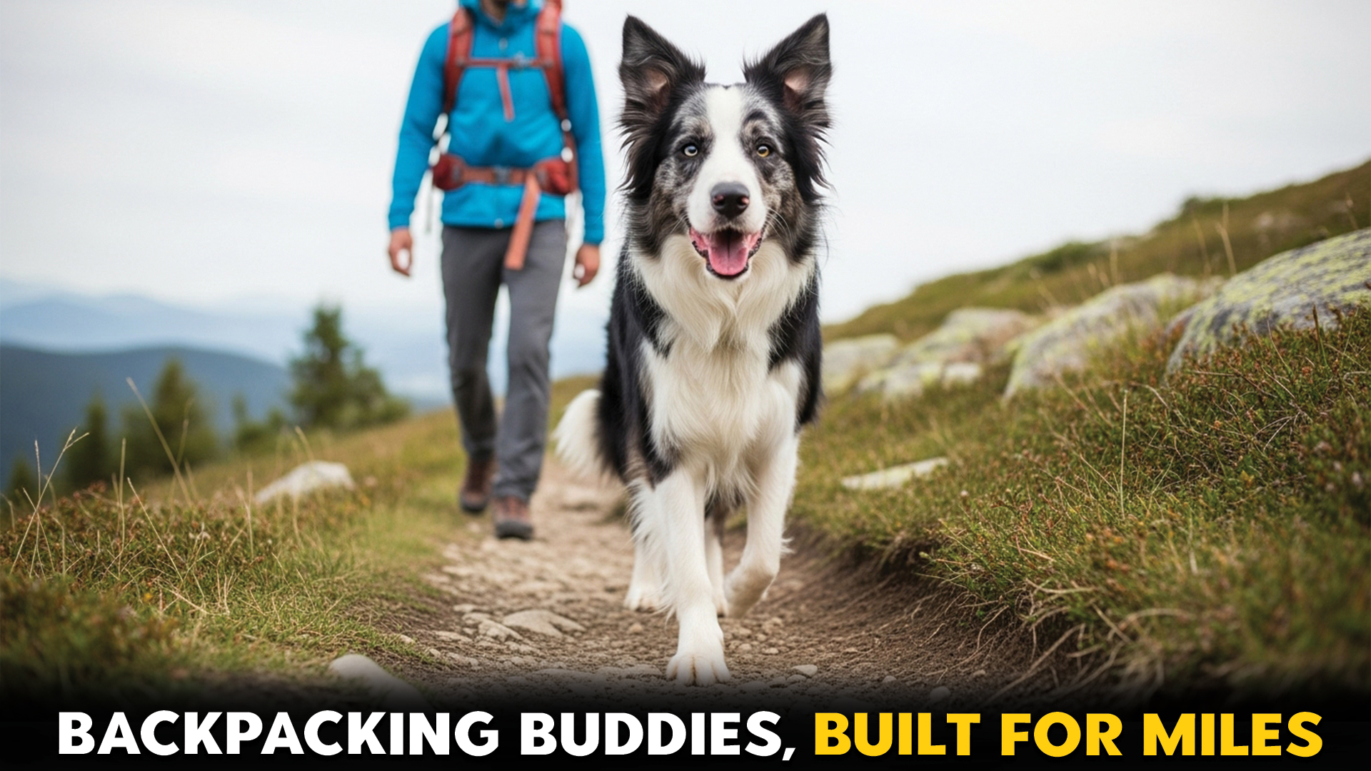 7-Ideal-Dog-Breeds-for-Long-Distance-Hiking-and-Backpacking-You-Can-Trust