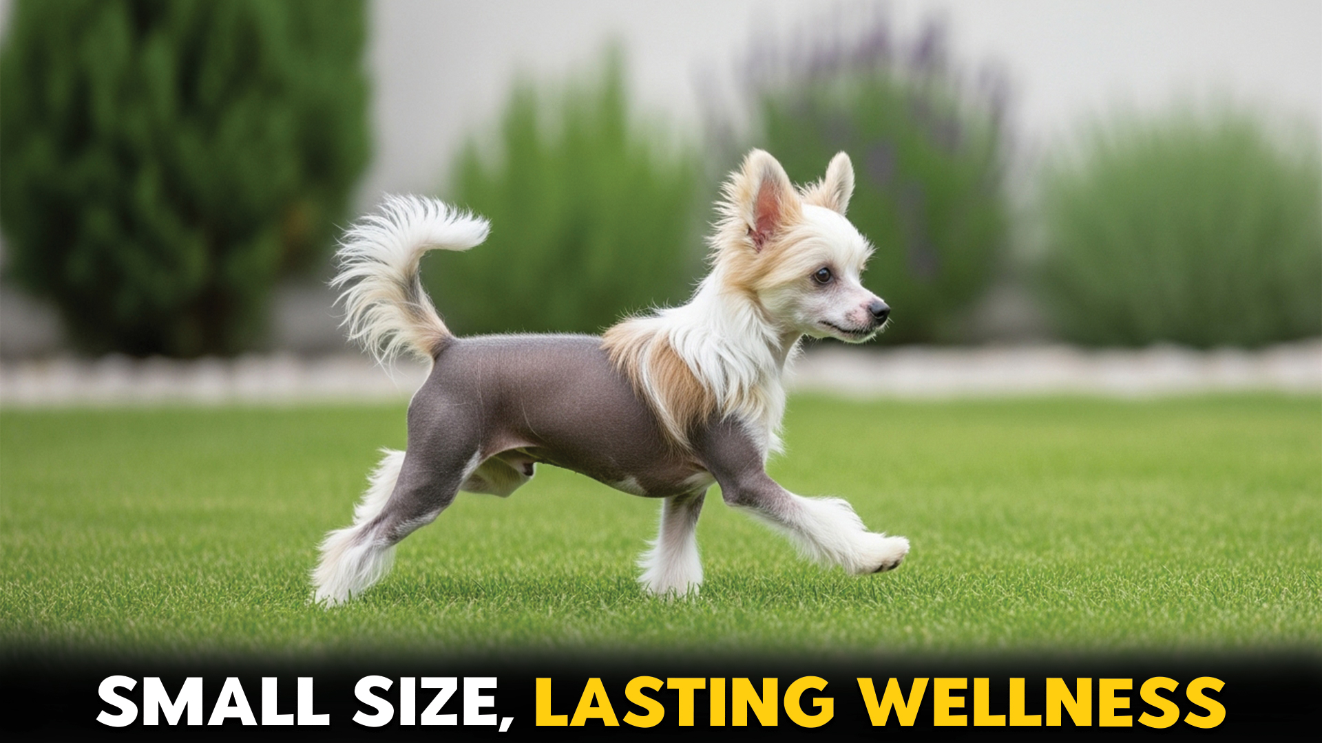 7 Small Dog Breeds with Unusual Long-Lasting Health