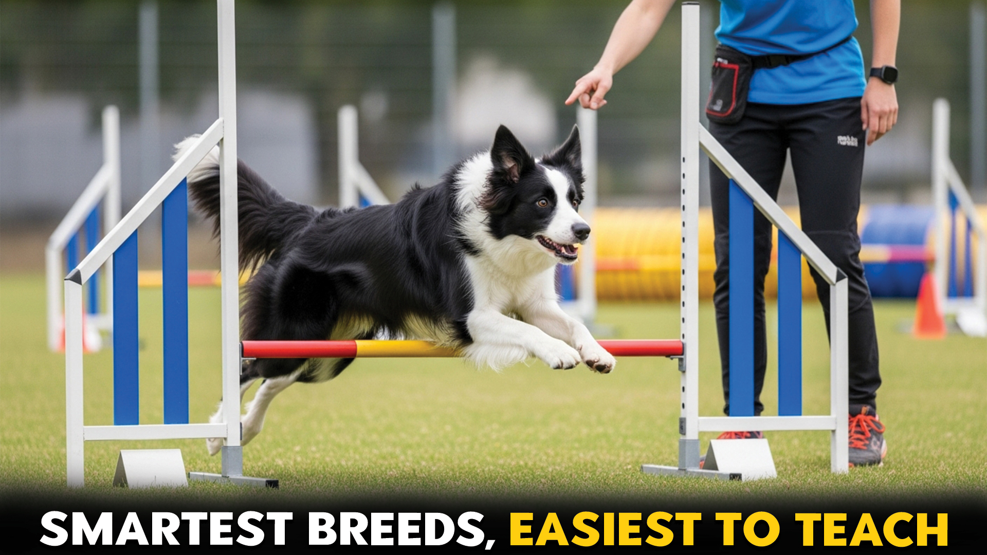 7-Smartest-Dog-Breeds-–-And-Easy-to-Train-Too!