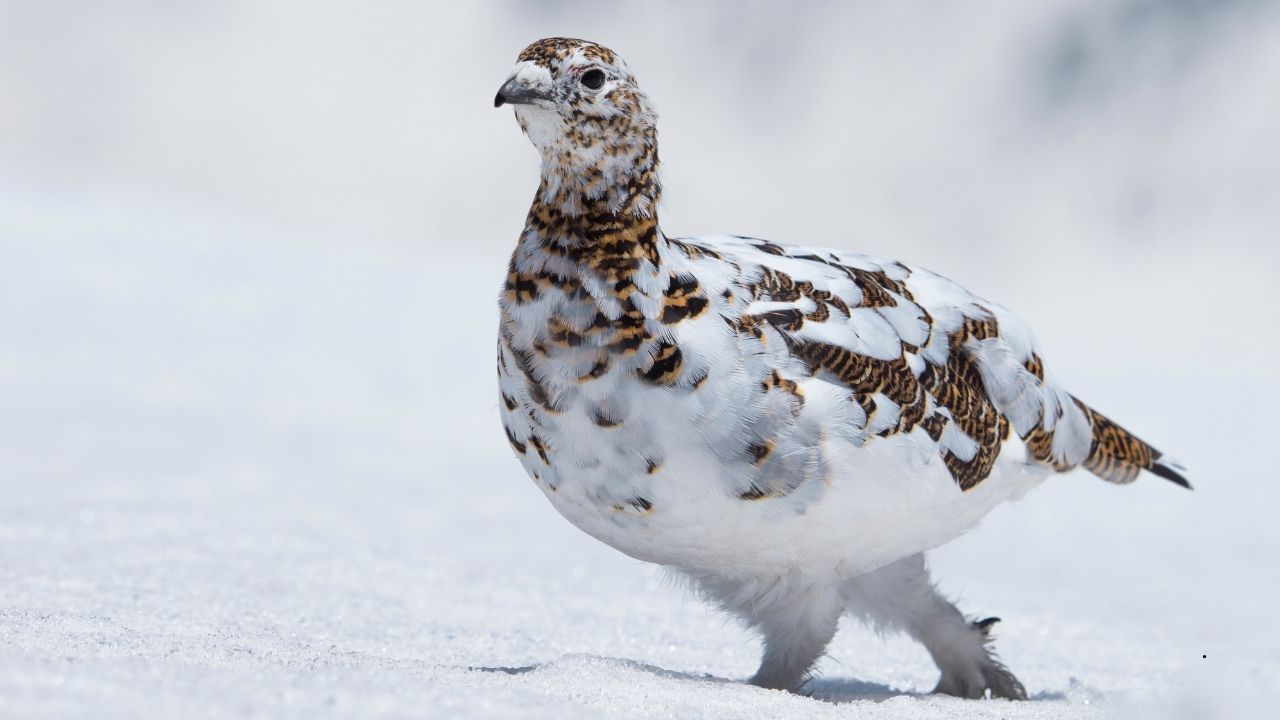 9 Birds That Can Survive In Extreme Climates