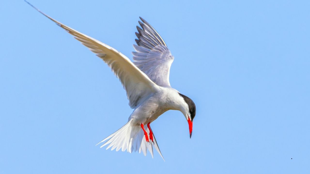9 Birds That Do Incredible Acrobatics in Mid-Air