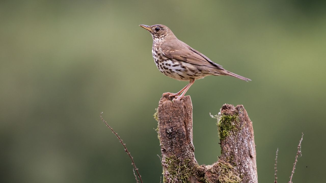 9 Birds That Have Beautiful Songs