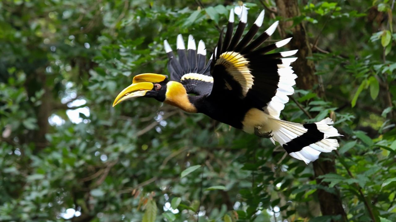 9 Birds That Have Brightly Colored Beaks