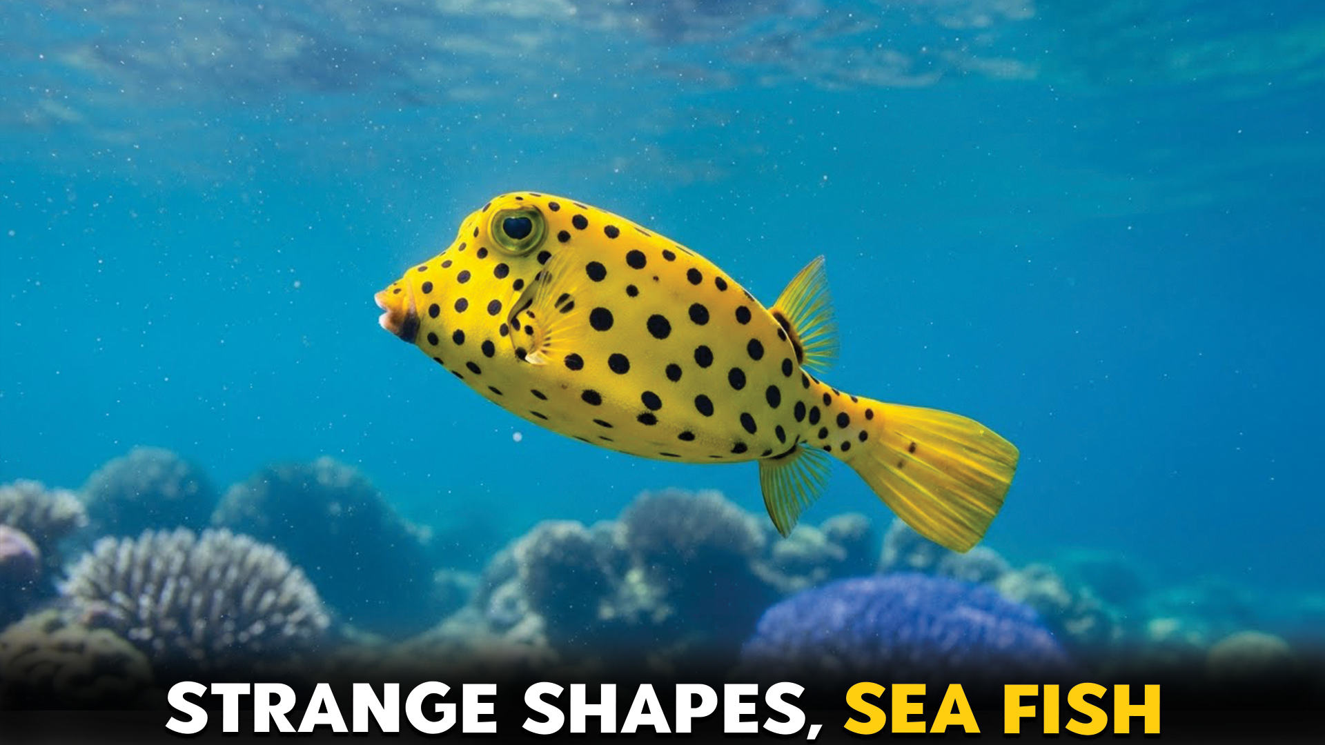 9 Fish with the Most Unusual Shapes