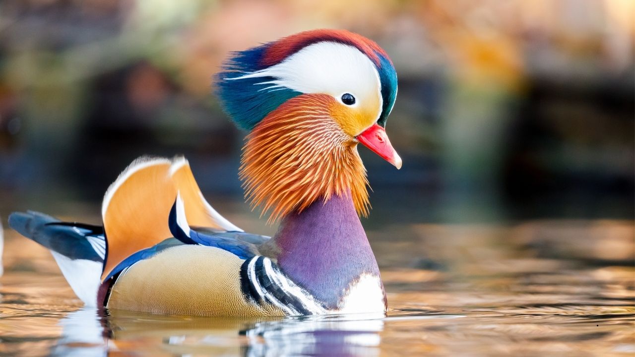 9 Most Colorful Birds in the World