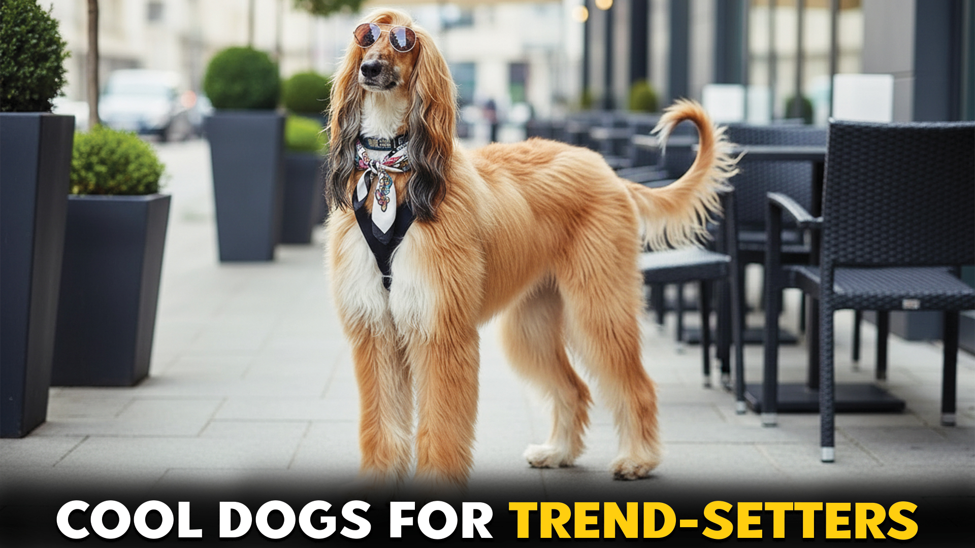 Most Enchantingly Cool Dog Breeds For Trend-Setting Owners