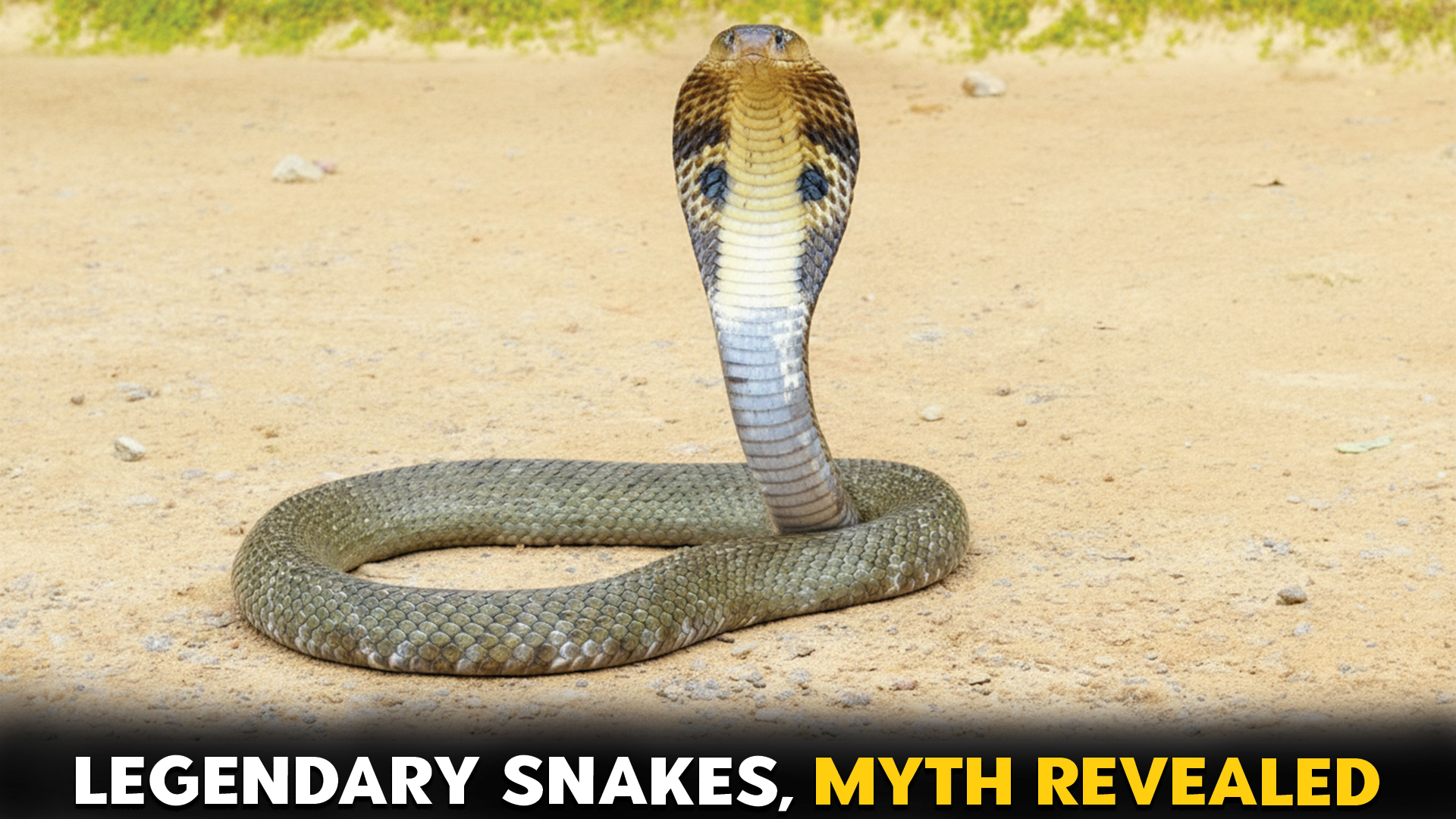 Snakes That Have Played Major Roles in Mythology