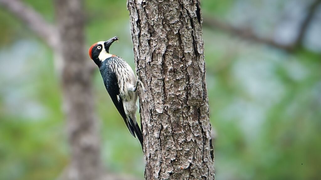 Acron Woodpecker