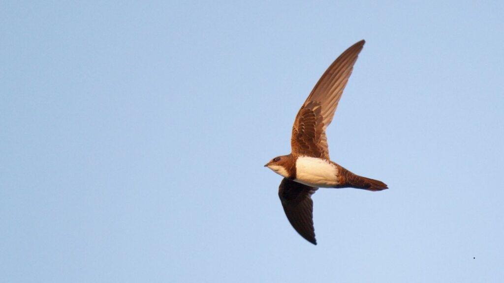 Alpine Swift