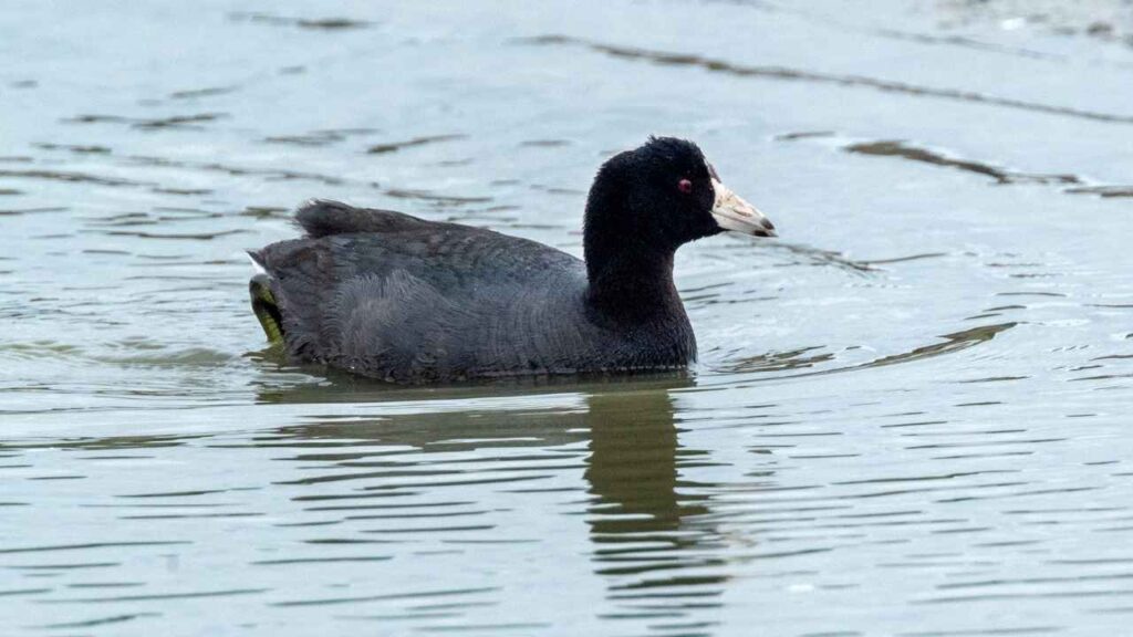 American Coot