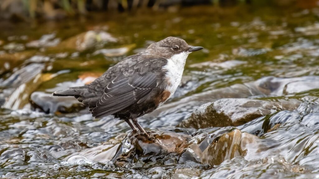 American Dipper