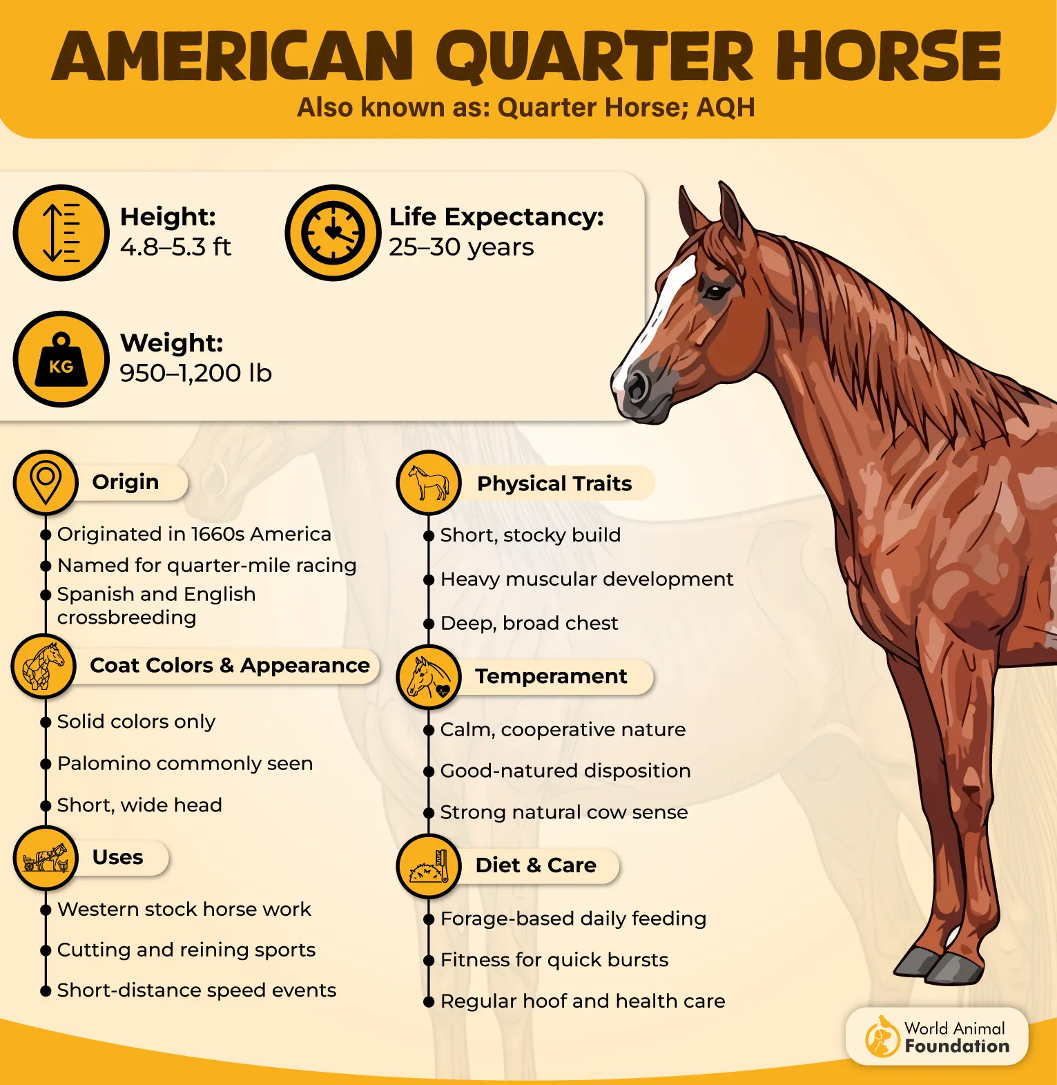 American Quarter Horse