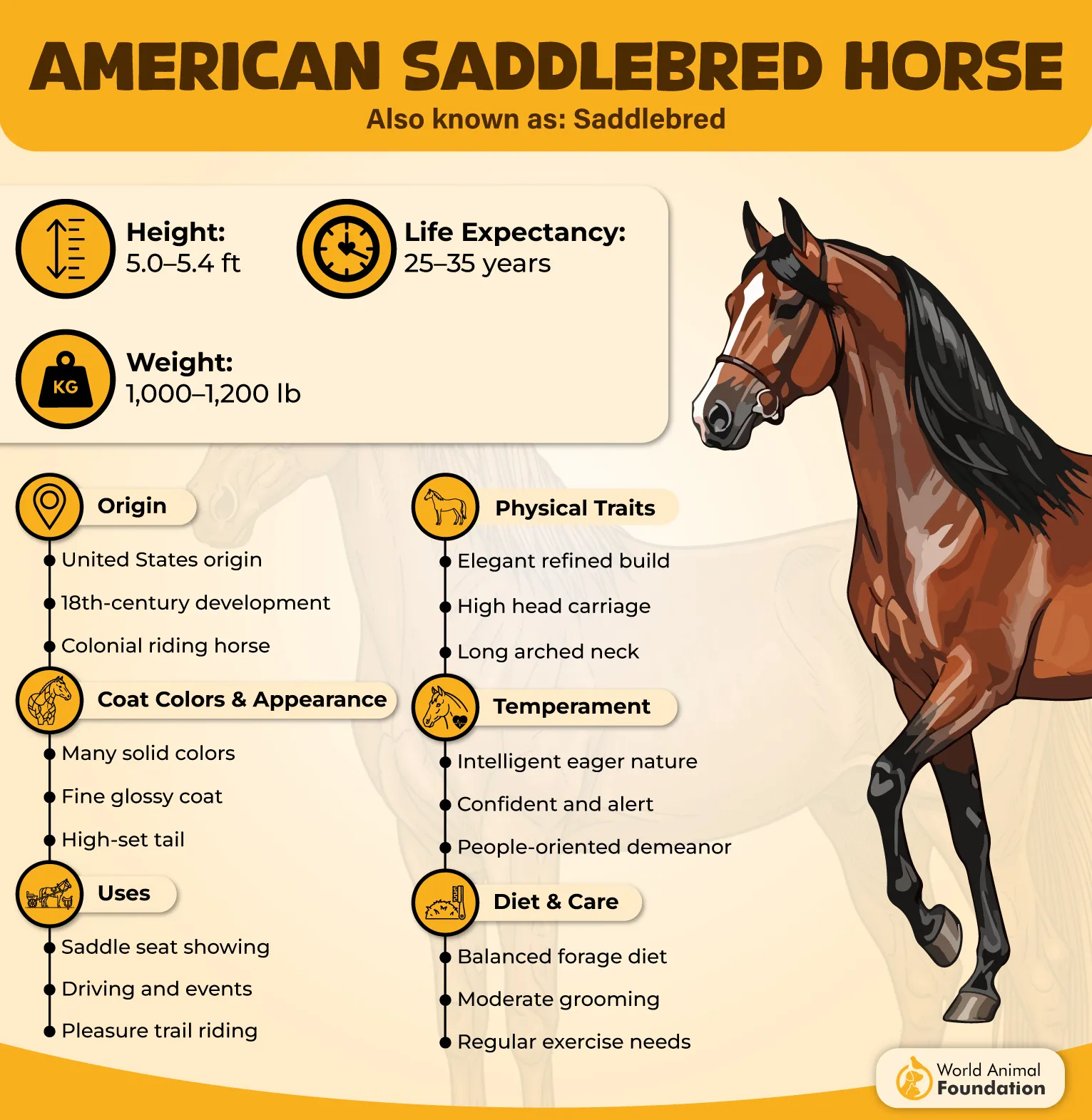 American Saddlebred