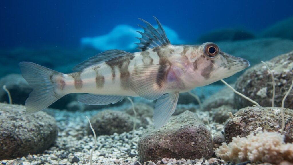 Antarctic Icefish
