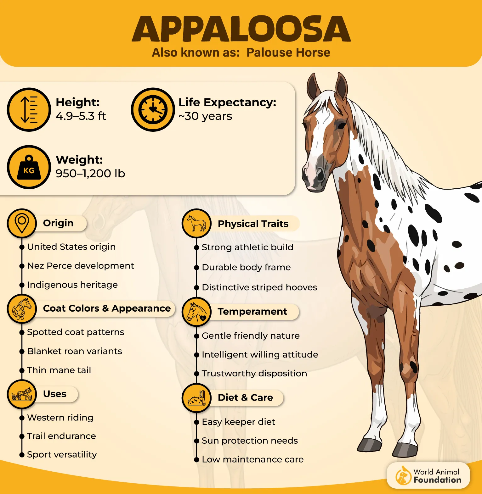 Appaloosa Profile