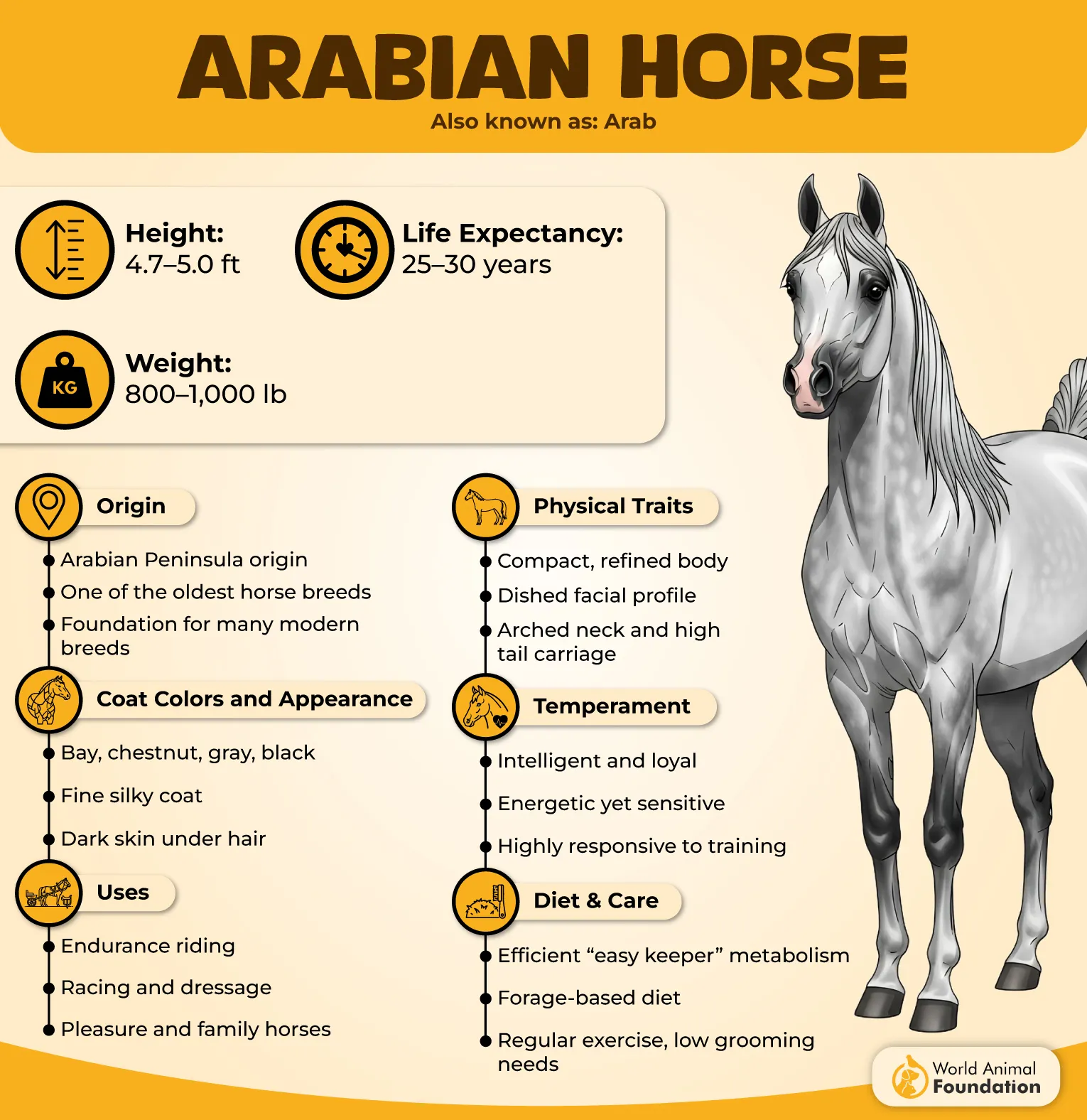 Arabian Horse Profile