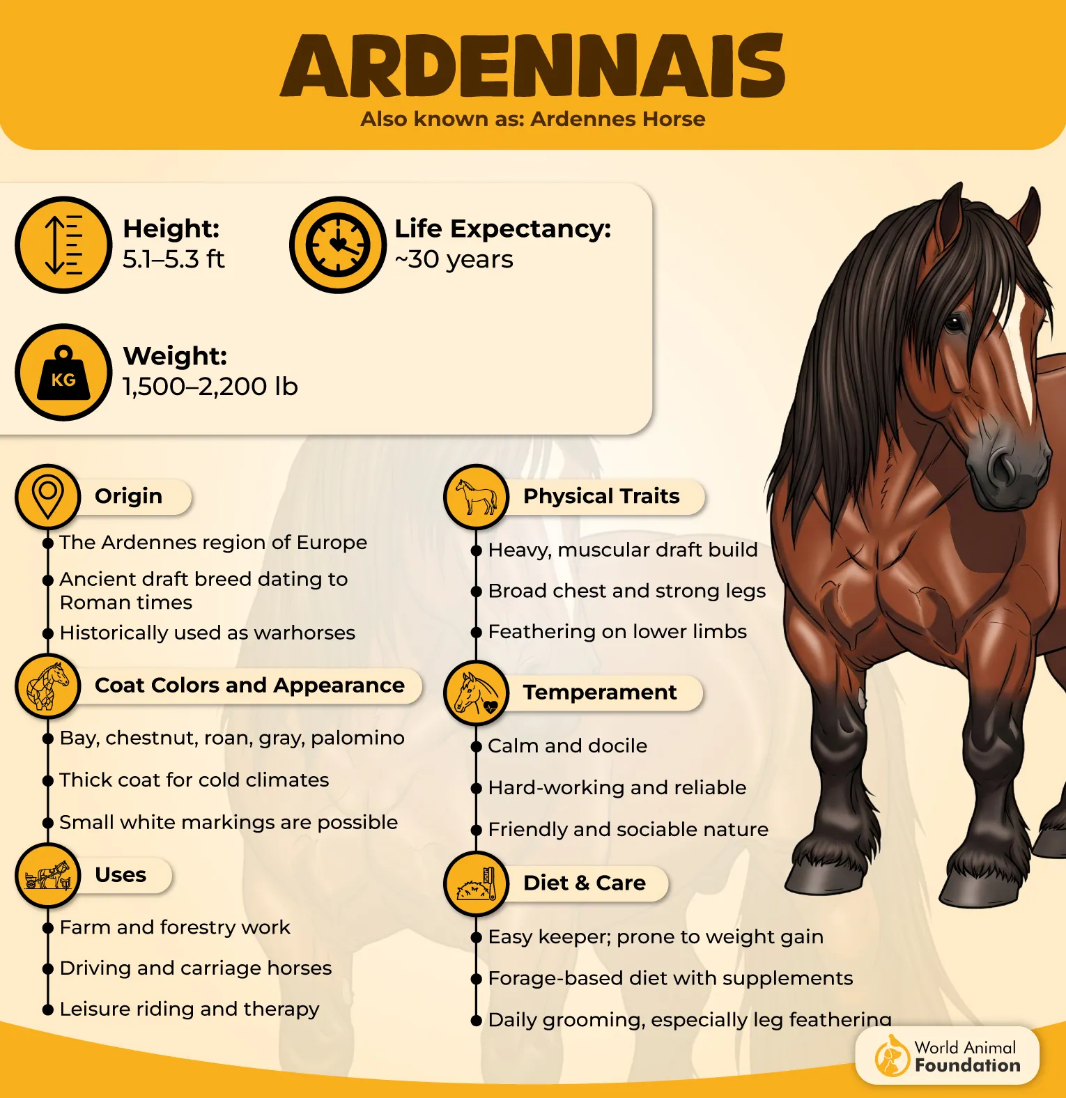Ardennais Profile