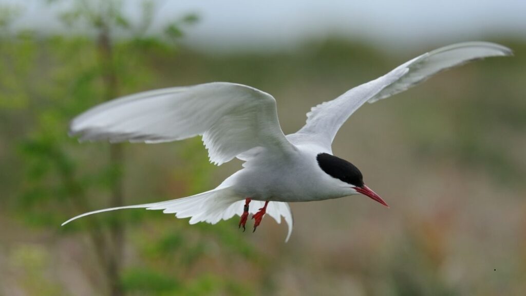 Artic Tern