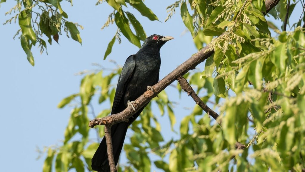 Asian Koel