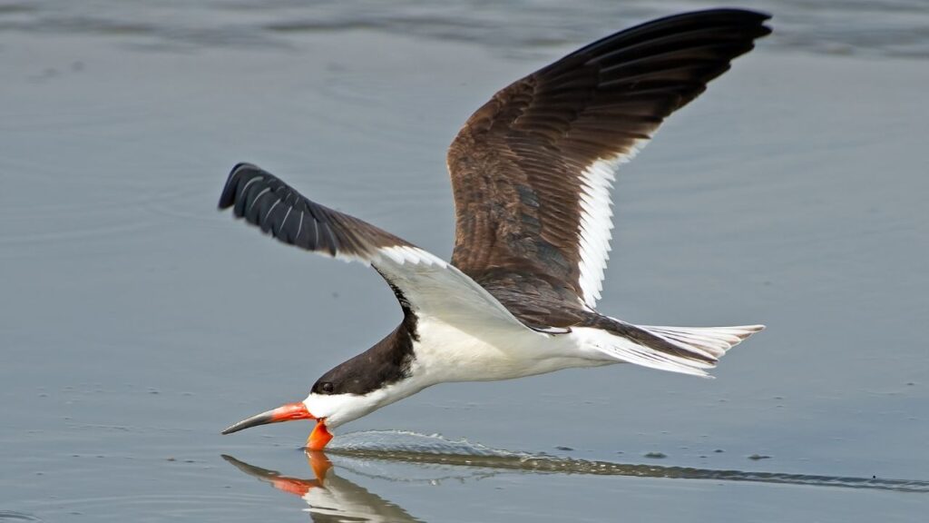 Black Skimmer