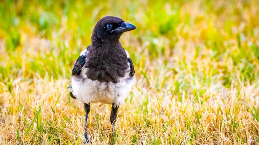 Black-billed Magpie