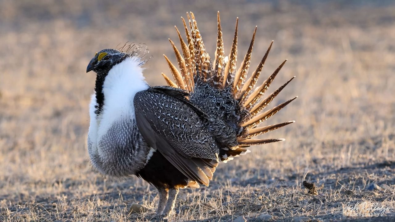 7 Birds That Have Unique Courtship Displays