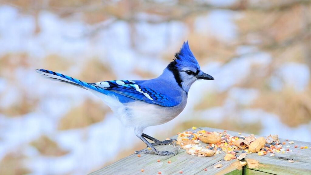 Blue Jay