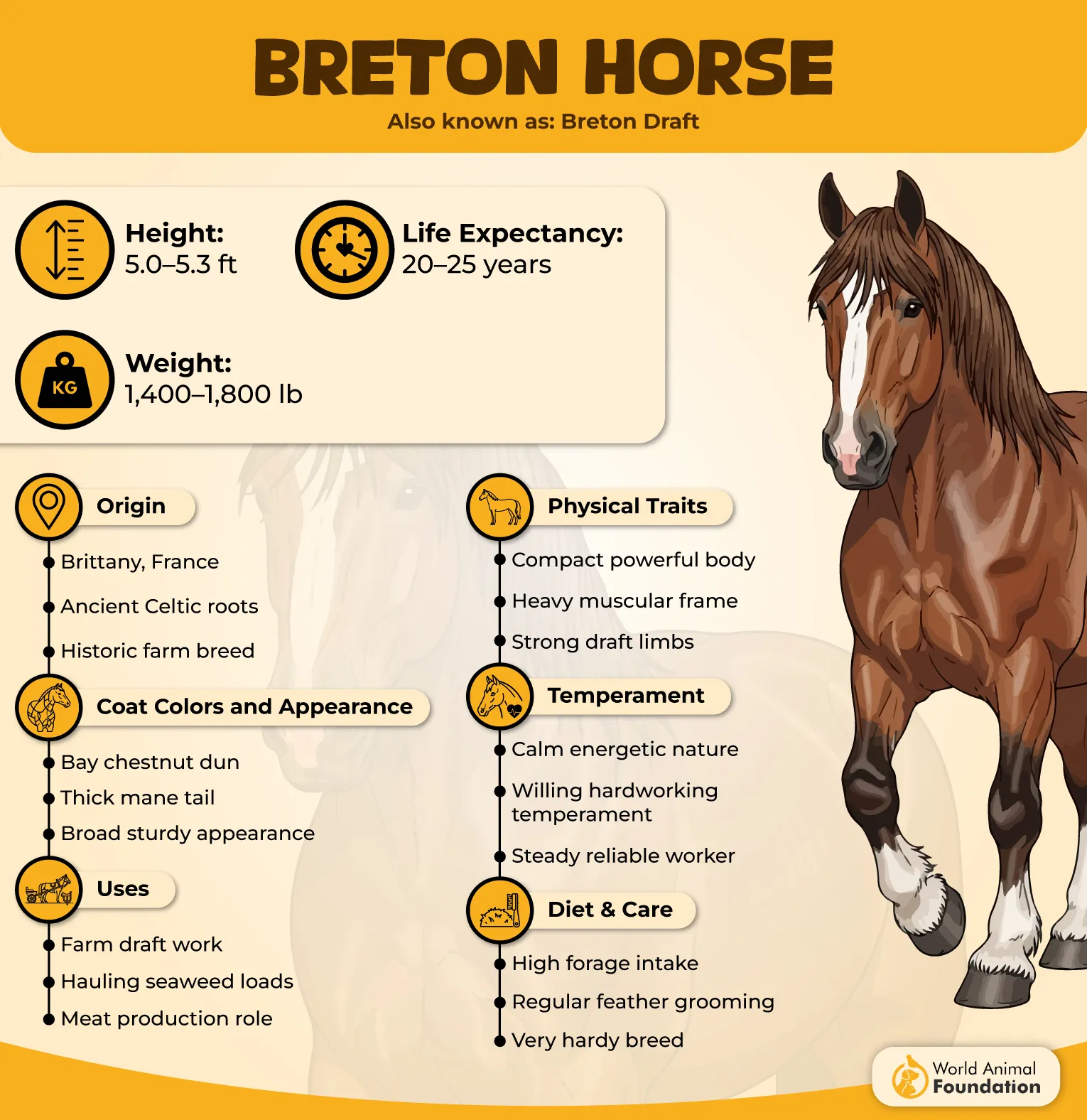 Breton Horse Profile