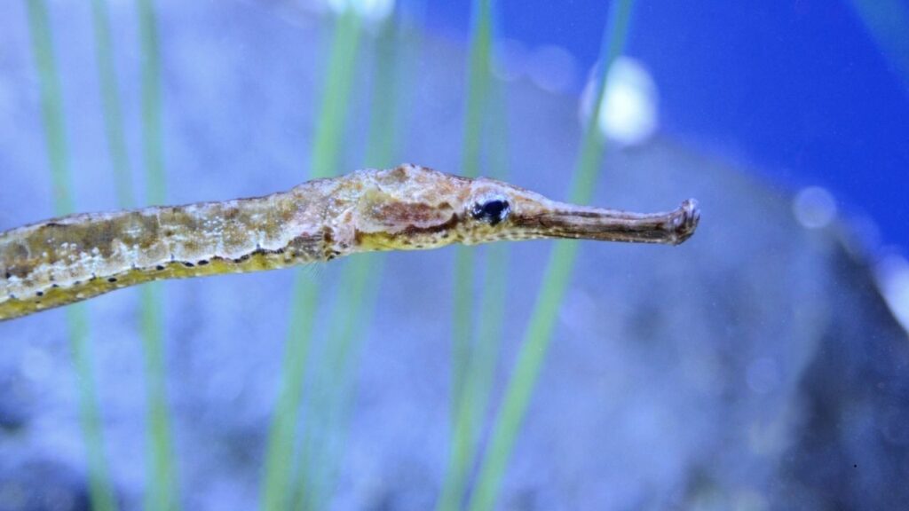 Broadnosed Pipefish