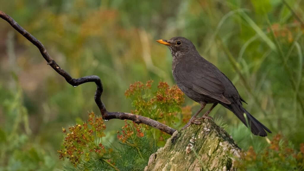 Brown-Headed Cowbird