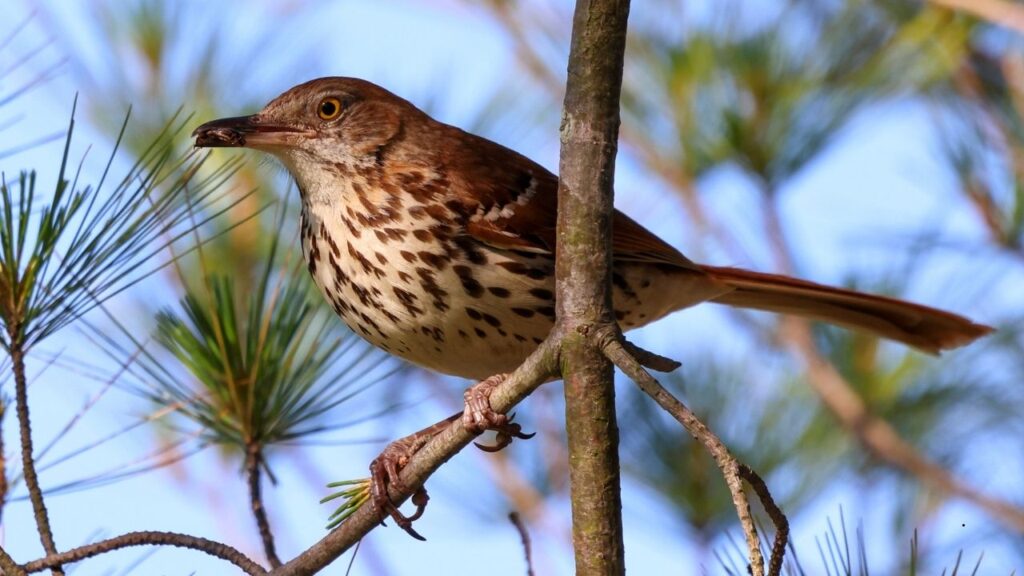 Brown Thrasher