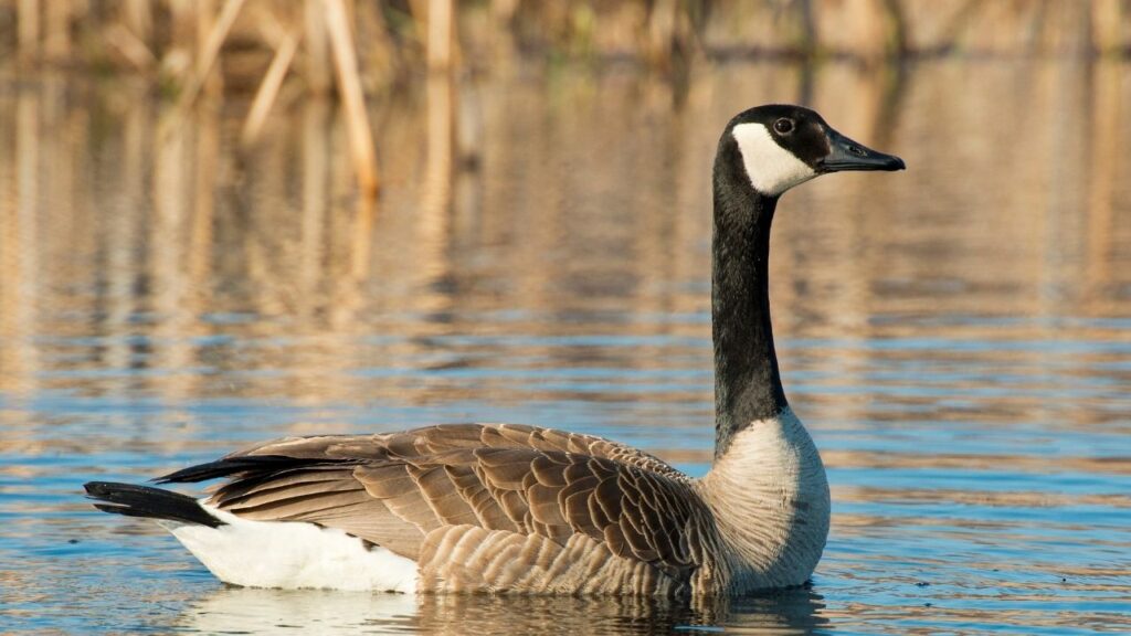 Canada Goose