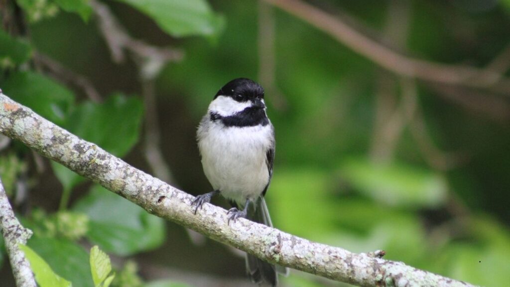 Carolina Chickadee