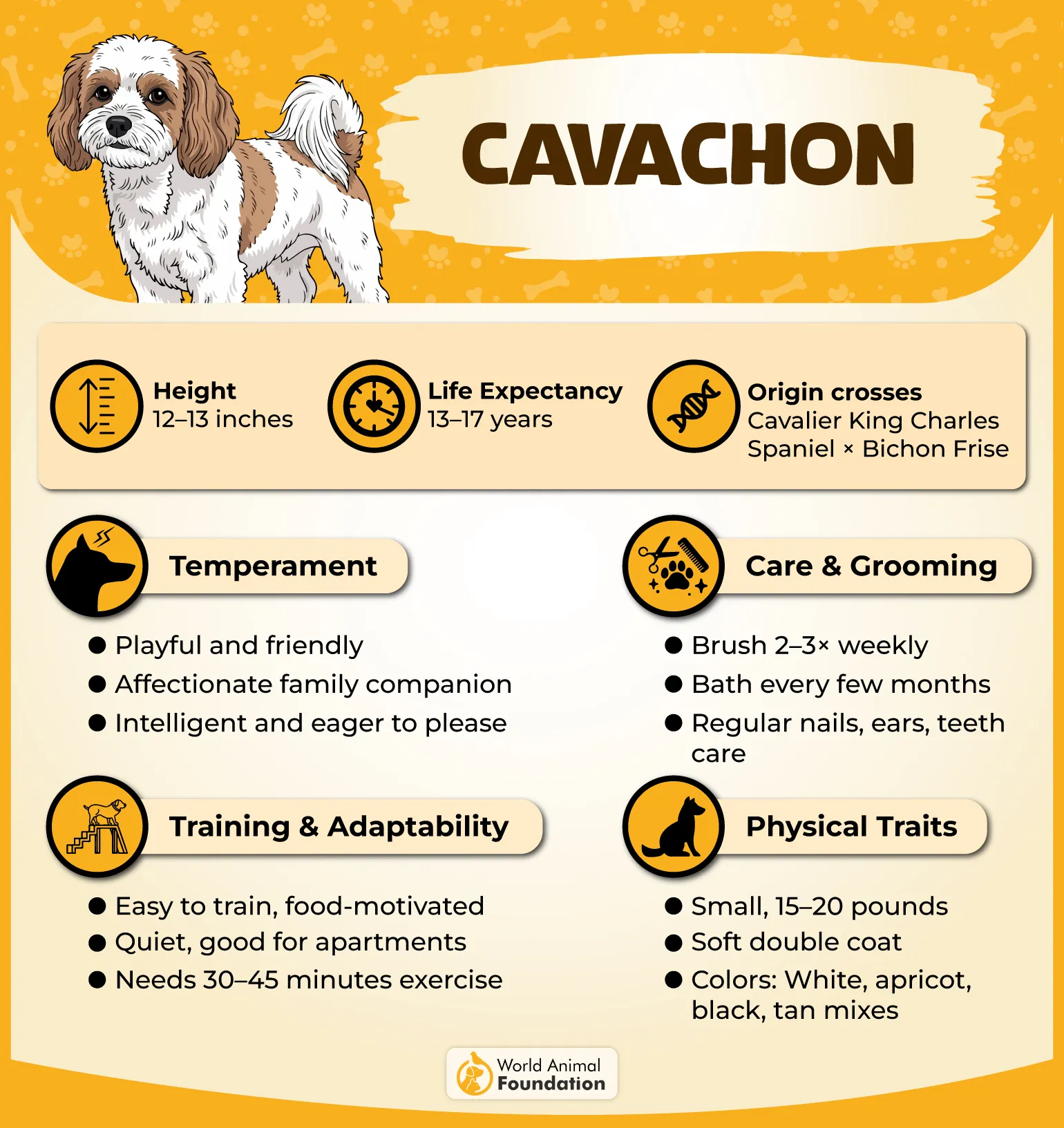 Cavachon Profile