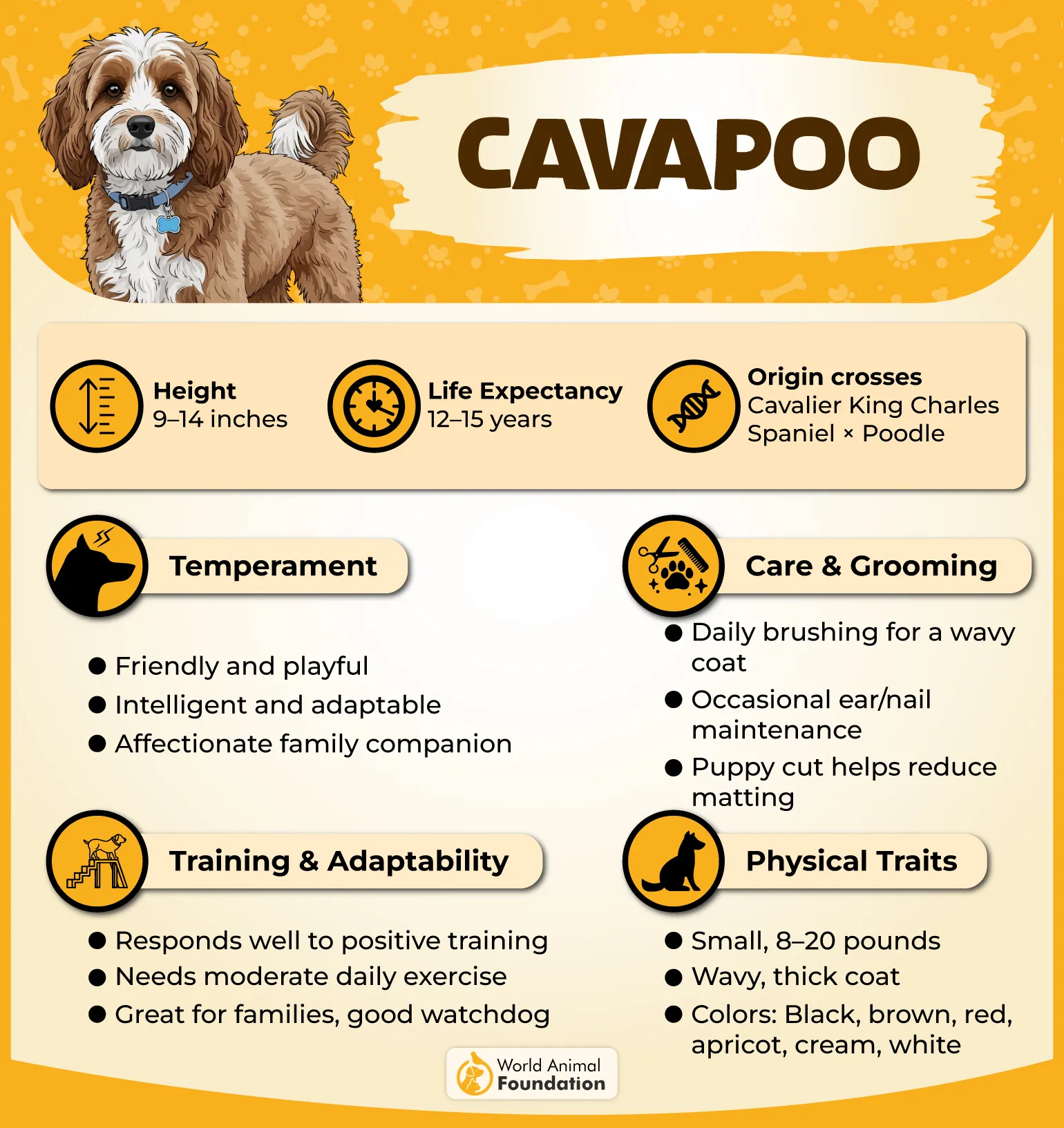 cavapoo