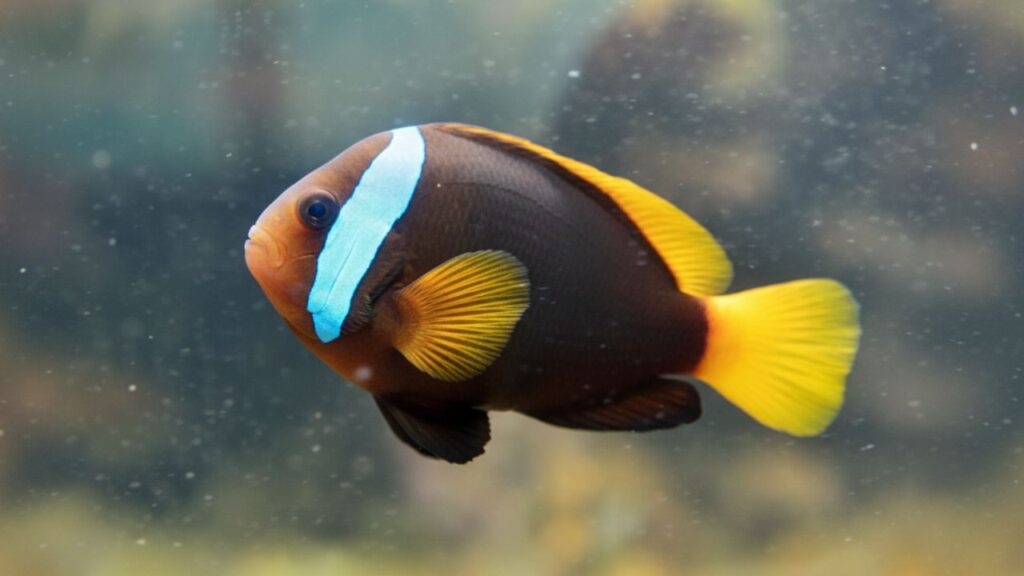 Cinnamon Clownfish