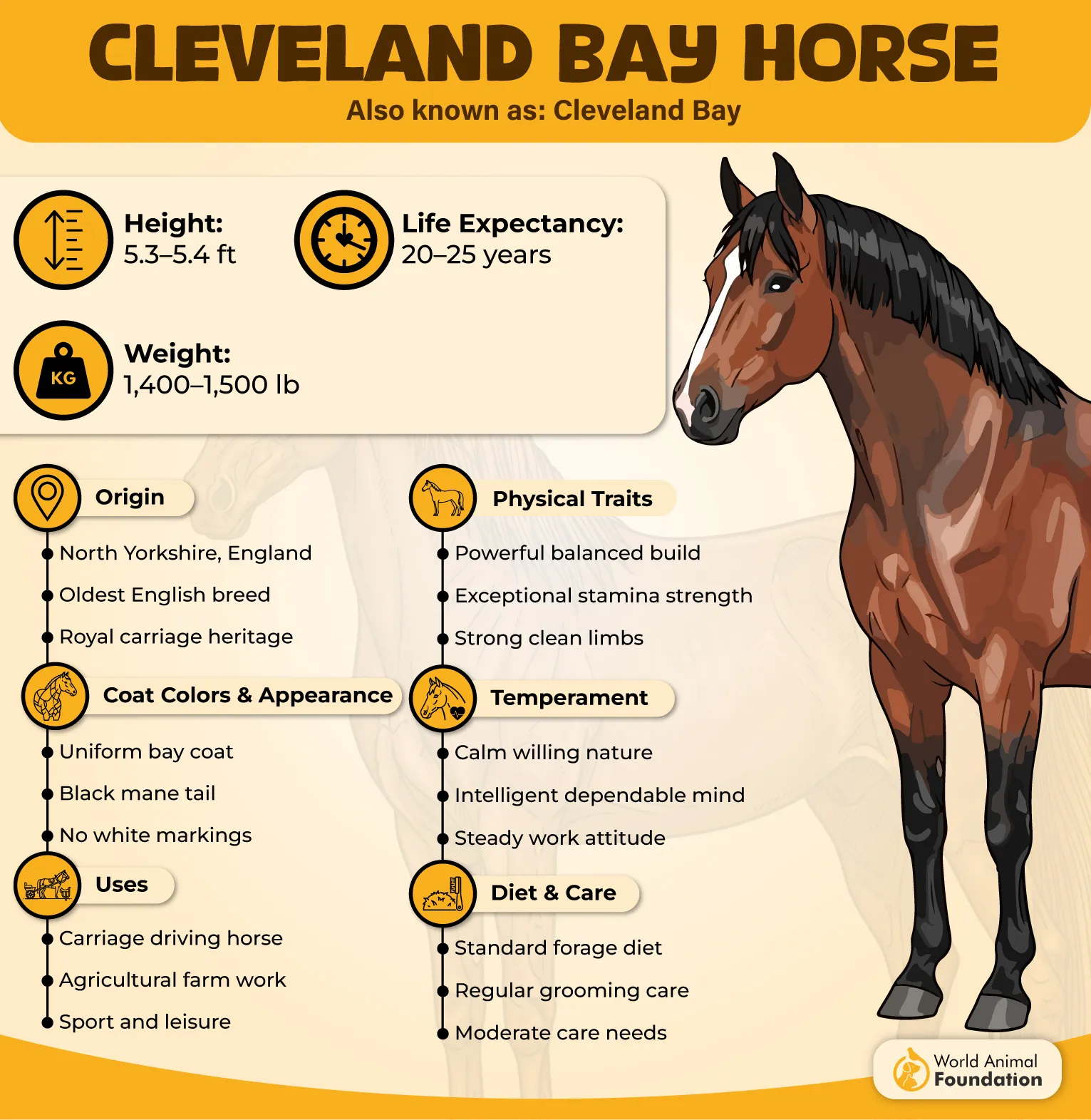 Ceveland Bay Horse Profile