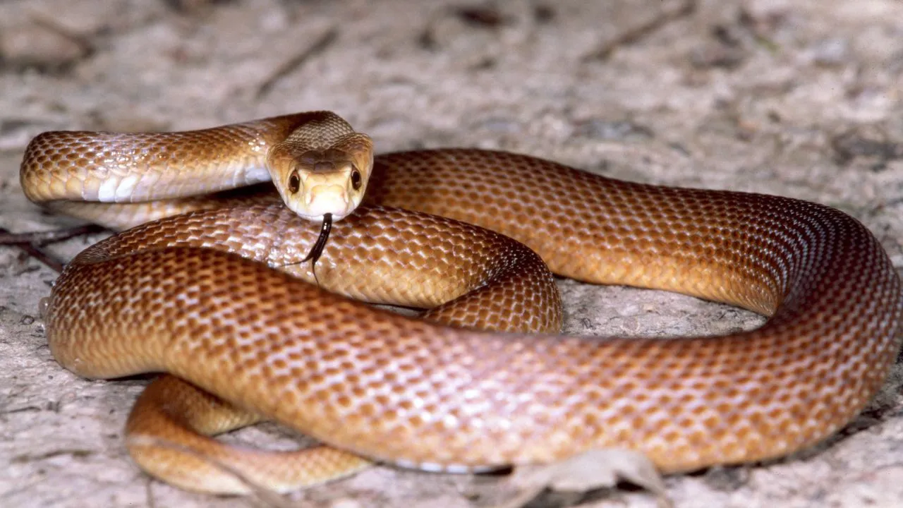 Coastal Taipan