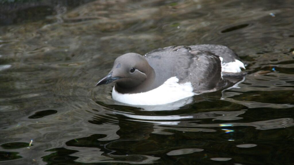 Common Murre