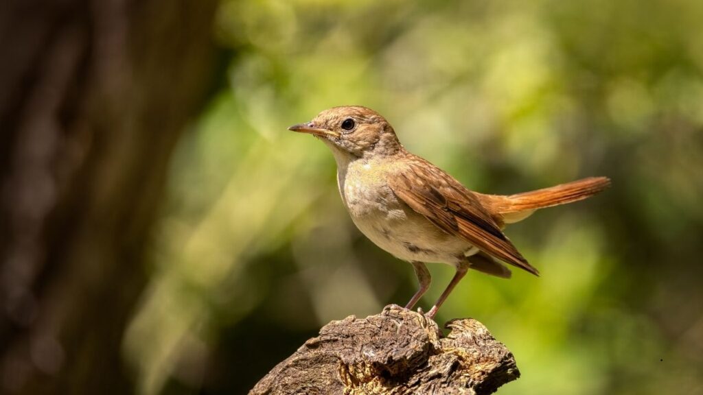 Common Nightingale