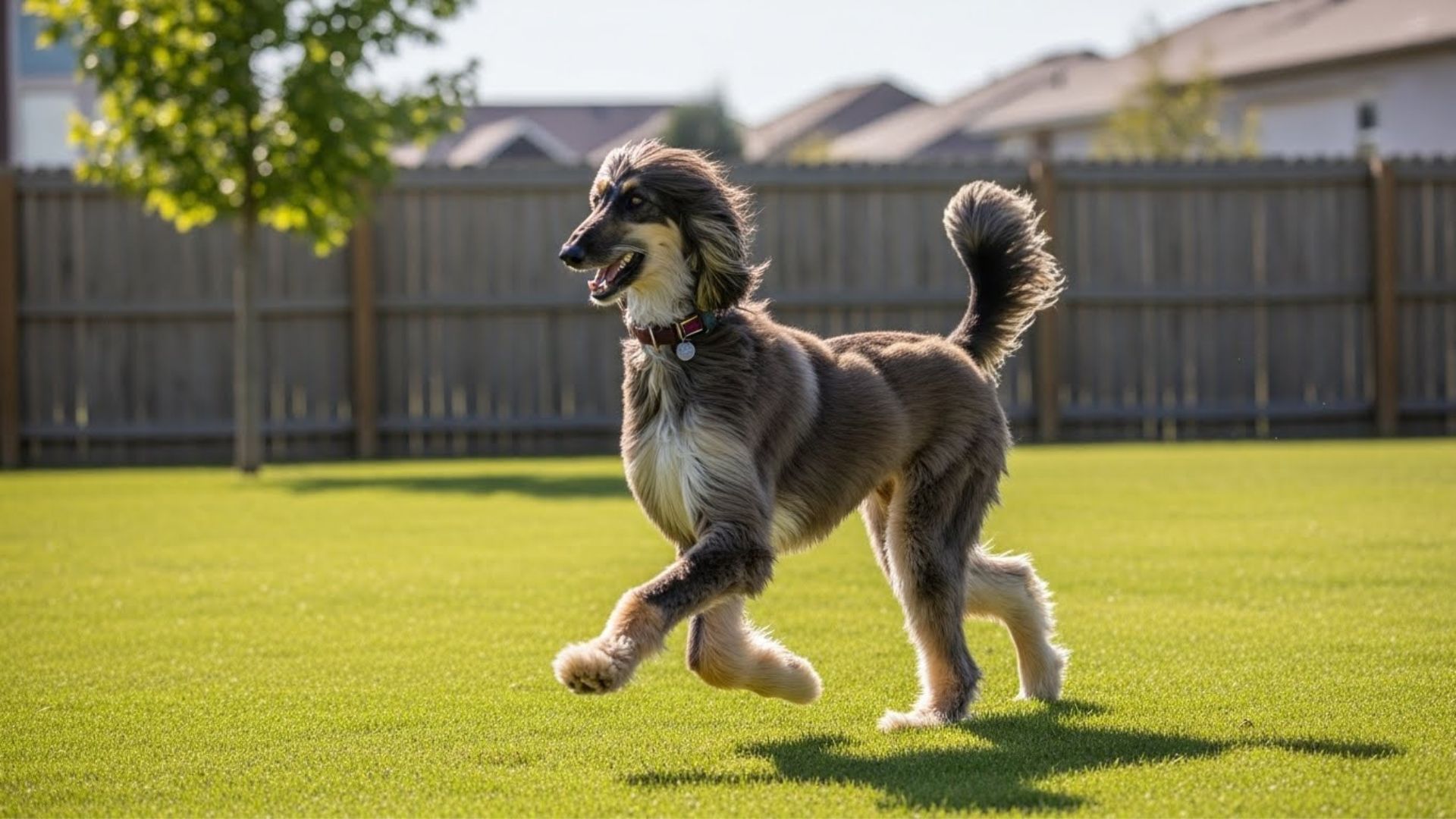 _Cool Dog Breeds That Make Every Home Shine With Personality and Joy